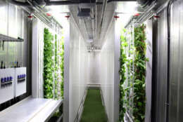 Plants grow inside a Freight Farms shipping container farm in this photo provided by the Boston-based company. "Germination, seedling, transplant, mature growth, all optimized around energy efficiency and labor efficiency to allow for each module to be profitable and productive unto itself," said Freight Farms CEO Brad McNamara. (Courtesy Freight Farms)