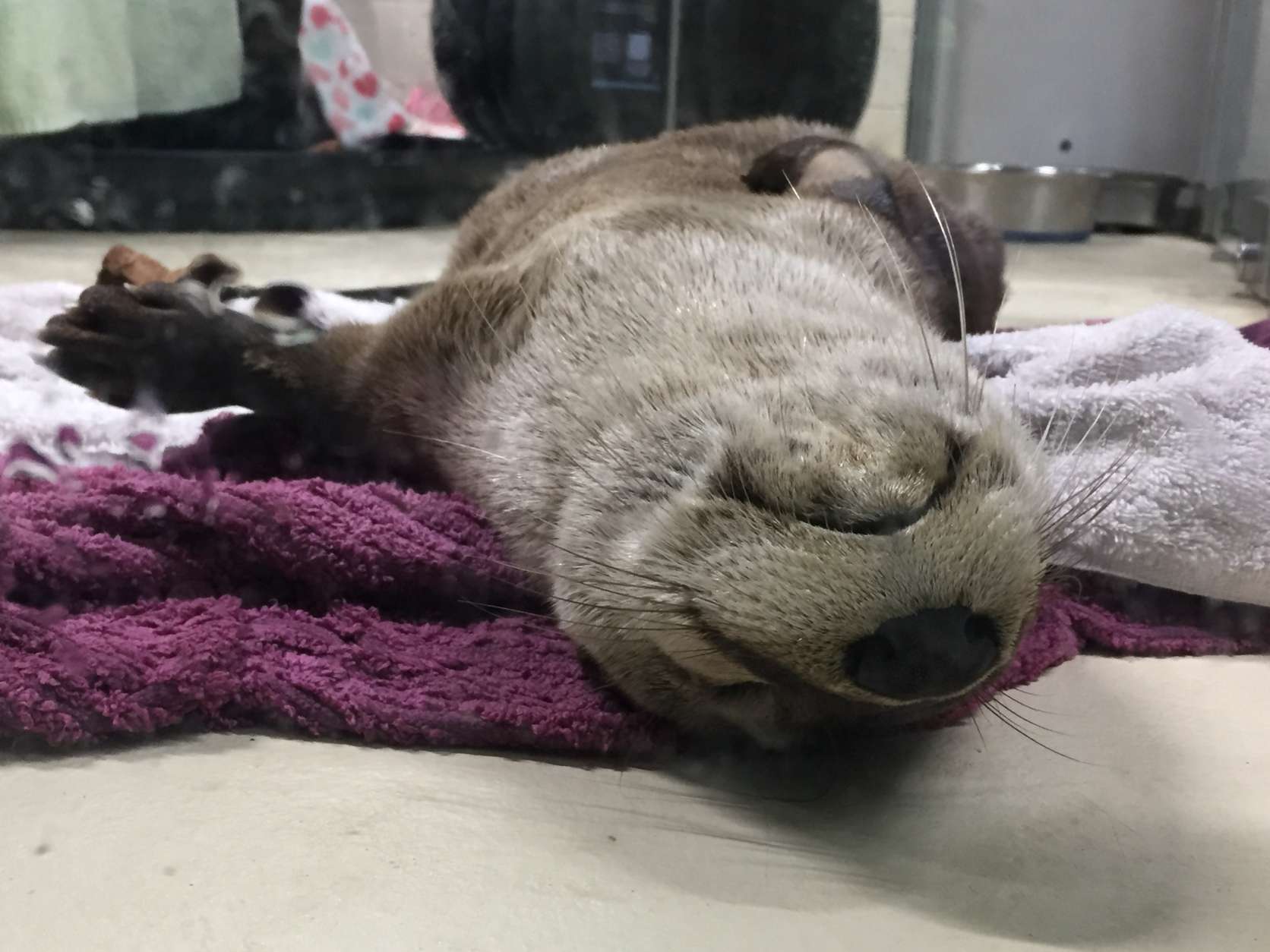 Webbed feet up! Could Calvert the river otter look any more relaxed? The museum says he's about a year old. (WTOP/Michelle Basch)