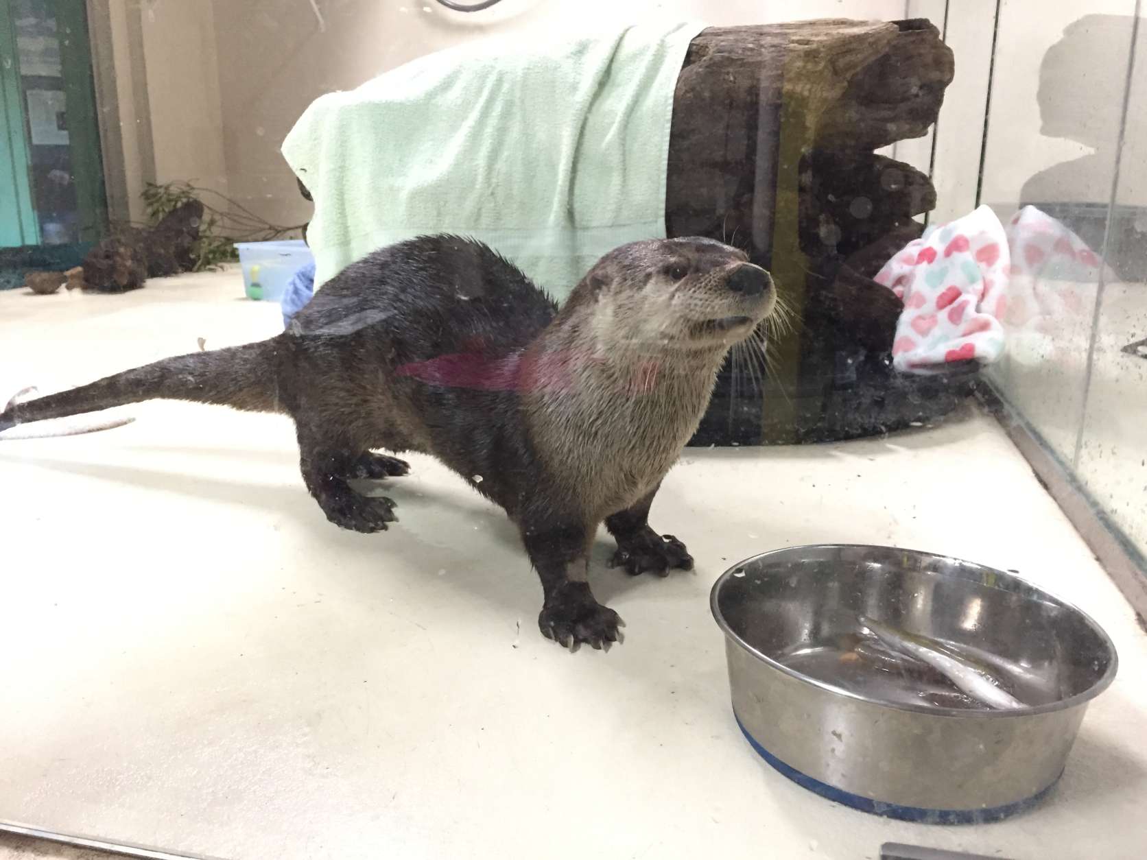 Calvert, the museum's new river otter, gets ready to eat some fish. He arrived at the museum on Valentine's Day. (WTOP/Michelle Basch)