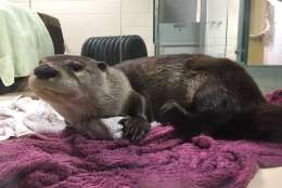 The name of the Calvert Marine Museum's newest river otter is: Calvert!  (WTOP/Michelle Basch)