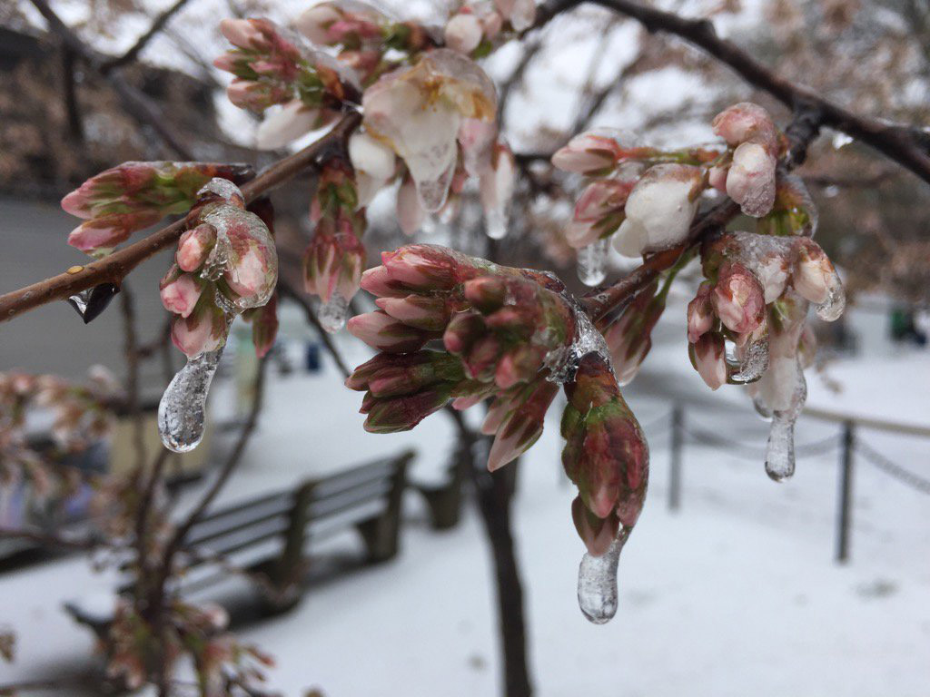 Ice coats cherry tree buds along the Tidal Basin after a late-winter storm on Tuesday, March 14, 2017. The storm appears not to have damaged the trees or the buds. But plunging temperatures in the forecast could destroy most of the blooms. (WTOP/Kristi King)
