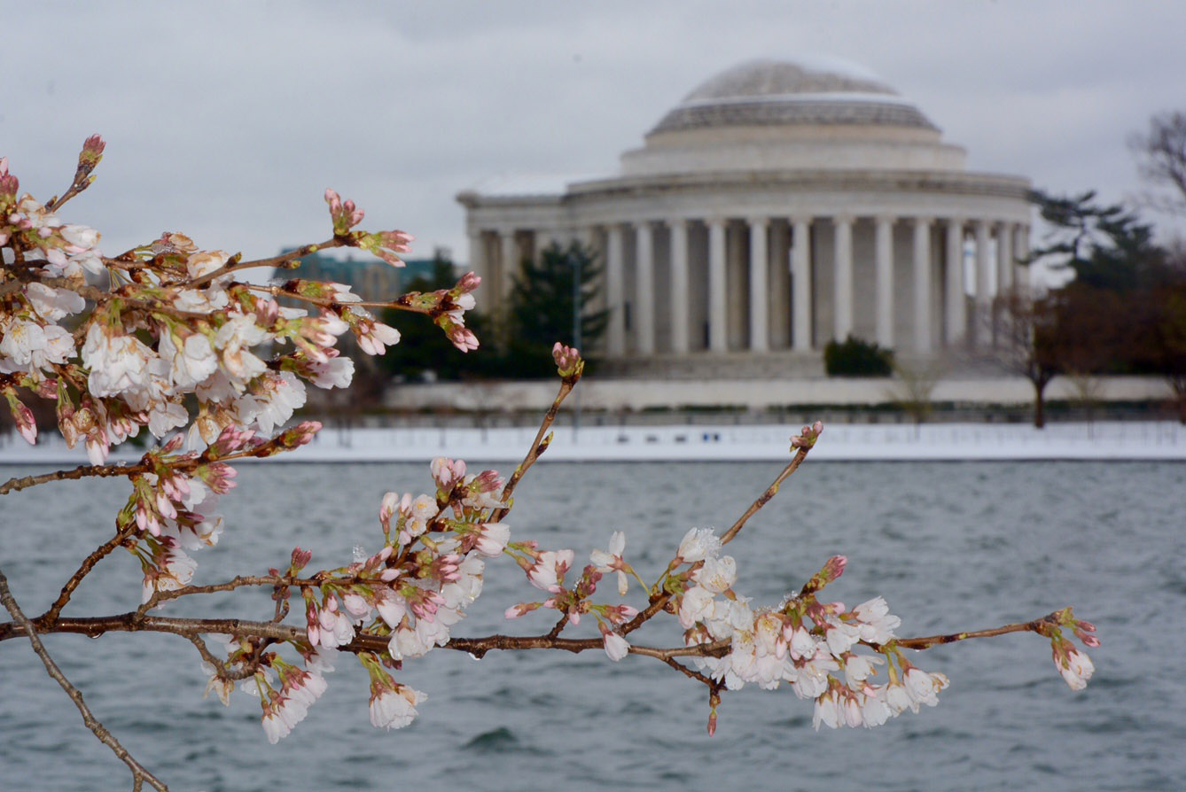 Cherry blossoms along the Tidal Basin withstand the sleet and snow on Tuesday, March 14, 2017. But below-freezing temperatures could threaten the graceful blooms. (WTOP/Dave Dildine)