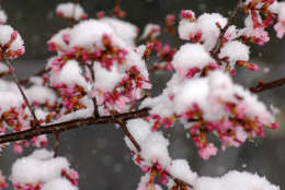 A late-season snowfall coats blooming cherry trees in Northwest Washington on March 25, 2014.  Several late snowstorms produced more than a foot of snow that month, leading to one of the snowiest Marches in more than 50 years. The season culminated with a light snowfall on March 25, dusting budding cherry trees near the Tidal Basin. Snow is in the forecast again this weekend. (WTOP/Dave Dildine)