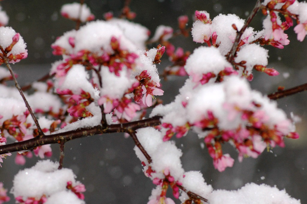 Snowflakes Could Mix With Cherry Blossoms Next Week Wtop