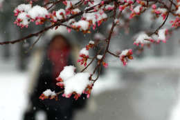 A late-season snowfall coats blooming cherry trees in Northwest Washington on March 25, 2014.  Several late snowstorms produced more than a foot of snow that month, leading to one of the snowiest Marches in more than 50 years. The season culminated with a light snowfall on March 25, dusting budding cherry trees near the Tidal Basin. Snow is in the forecast again this weekend. (WTOP/Dave Dildine)