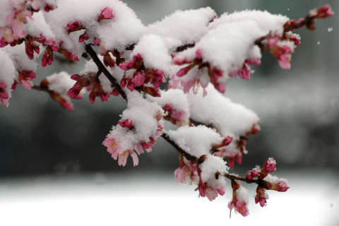 Snowflakes could mix with cherry blossoms next week