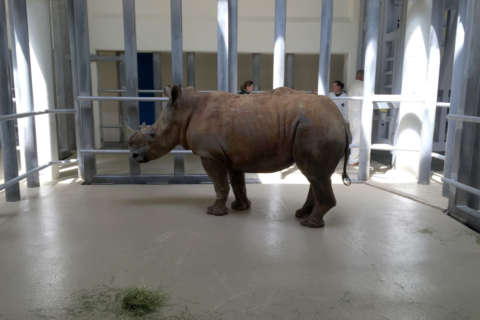 Virginia Zoo welcomes 2 young white rhinos (Photos)