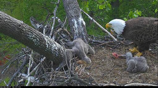 The eagle chick became tangled in its nest this week. "(C) 2017 American Eagle Foundation, www.eagles.org"