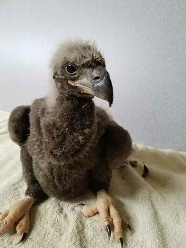 The eaglet got its leg stuck in nest sticks Thursday was rescued and checked out by a vet and cleared to head back to the nest. (C) 2017 American Eagle Foundation, www.eagles.org