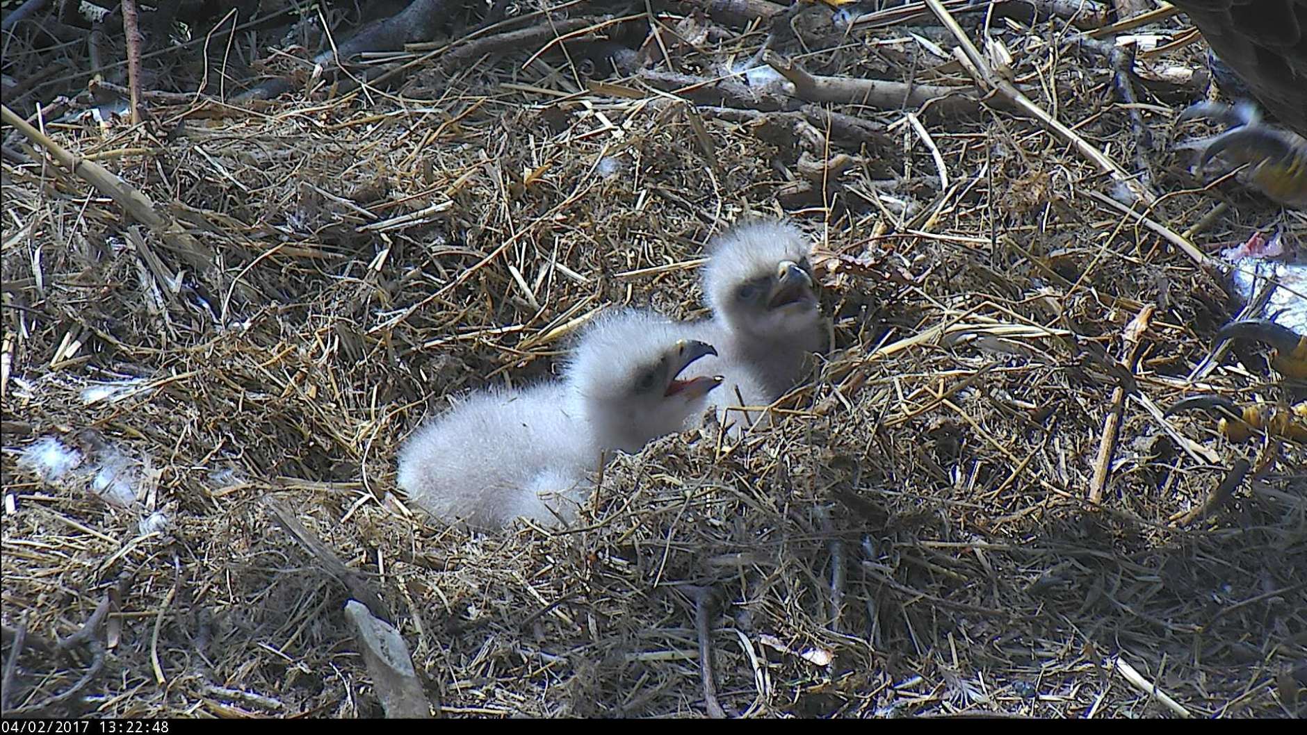 The two eaglets at the National Arboretum. (© 2017 American Eagle Foundation, DCEAGLECAM.ORG)
