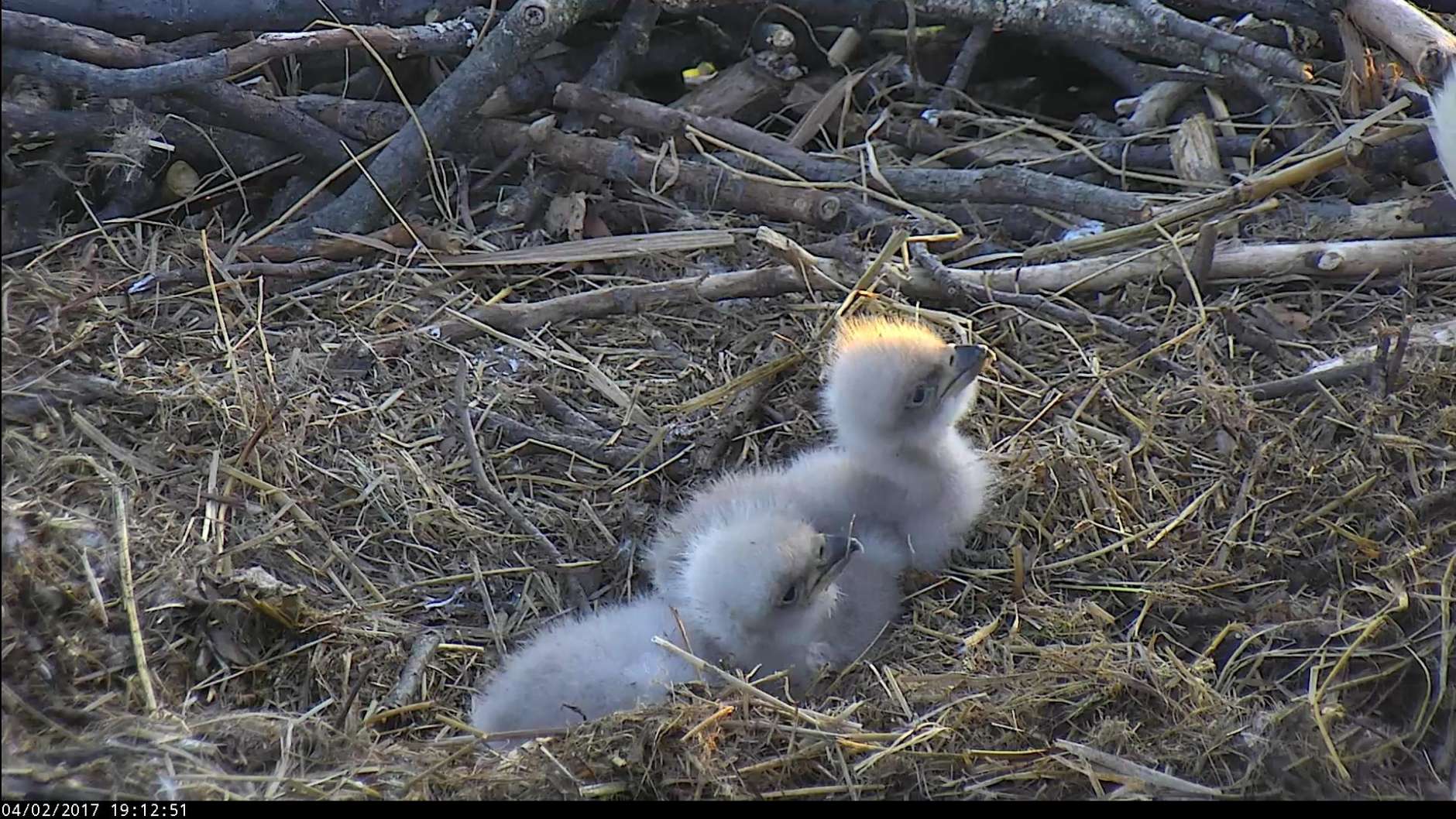The two baby eaglets at the National Arboretum, shown here April 2, need names. That's where you come in. (© 2017 American Eagle Foundation, DCEAGLECAM.ORG)