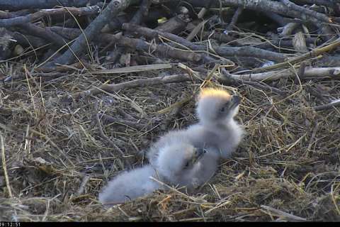 Name the eaglets at the National Arboretum