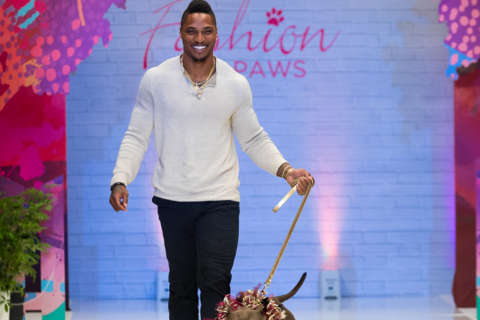 Rescue dogs take over catwalk in DC fashion show (Photos)