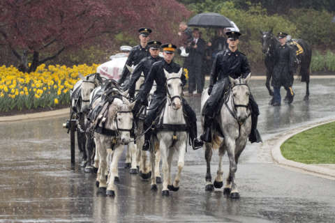 Arlington Cemetery pauses horse use for 45 days for health concerns
