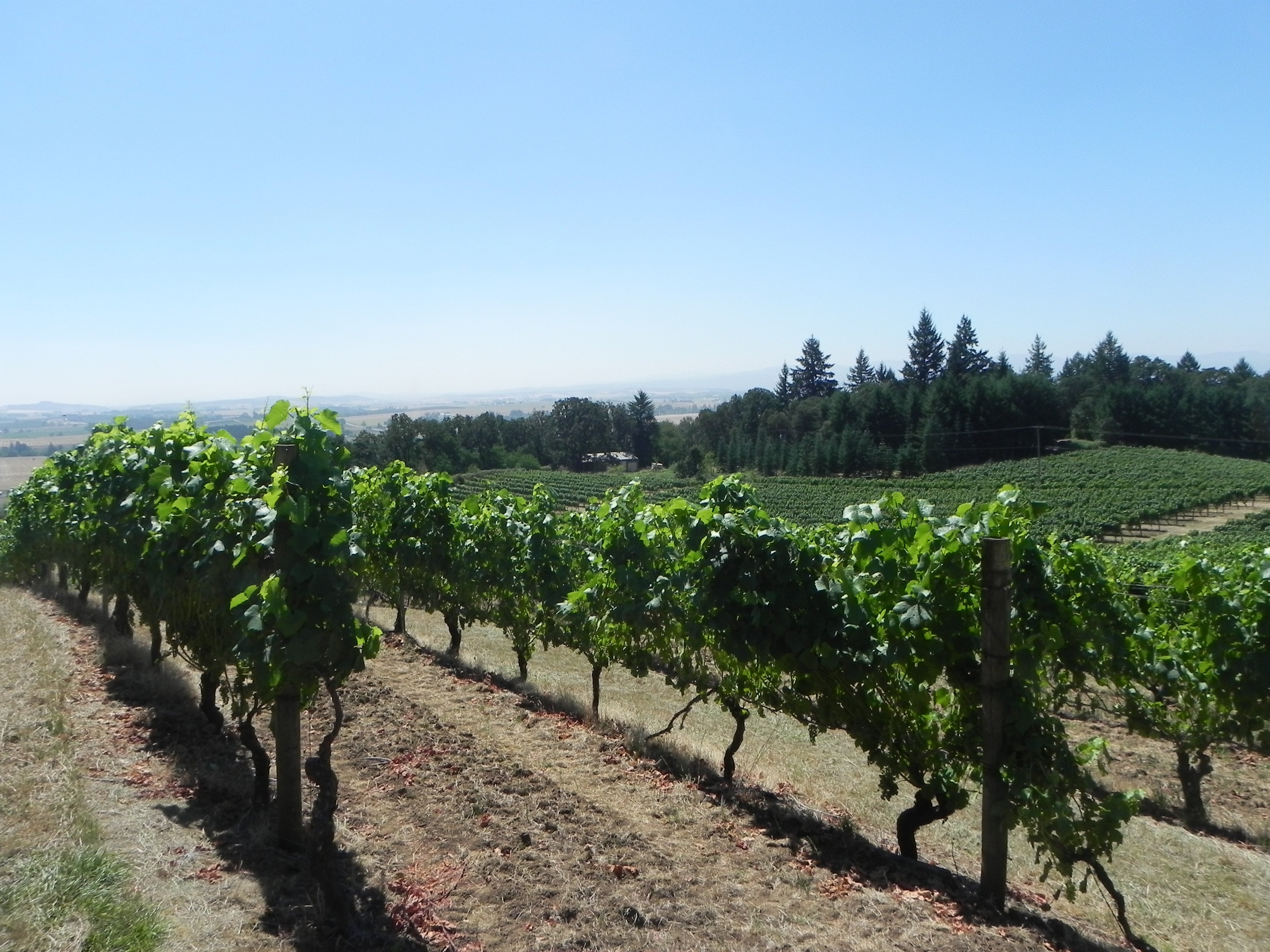 Wine of the Week: Bright and crisp white wines from Oregon - WTOP News