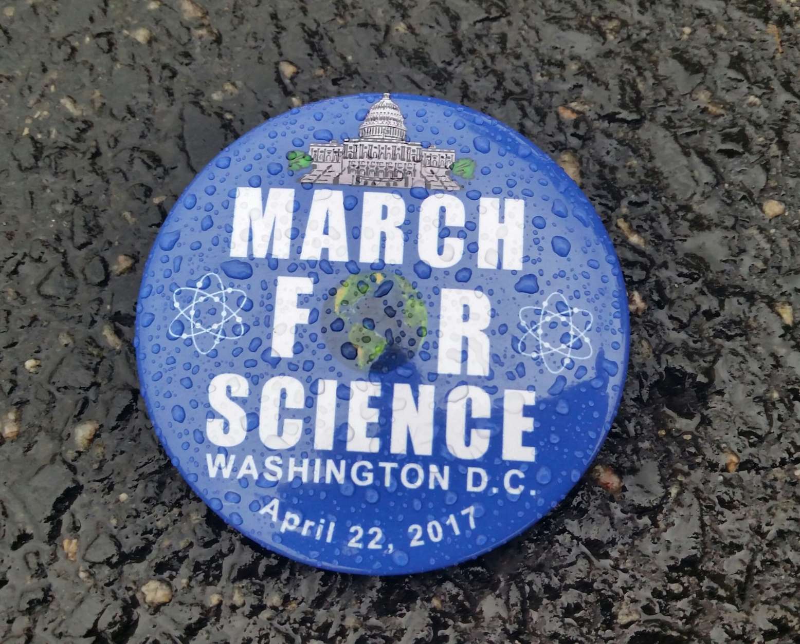 A March for Science button sits in the rain. (WTOP/Kathy Stewart)