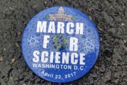 A March for Science button sits in the rain. (WTOP/Kathy Stewart)