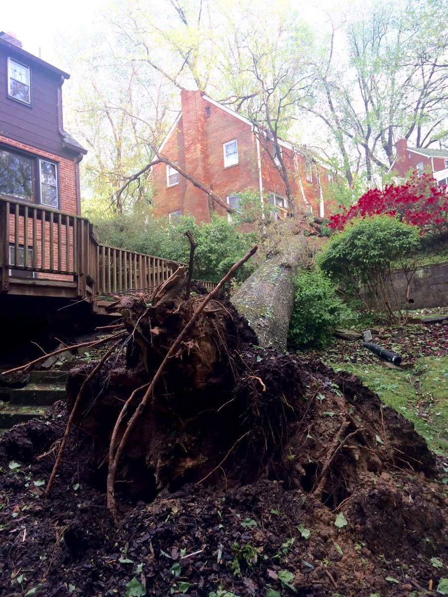 
This large tree toppled onto a home on Parkwood Drive in Montgomery County, Md. on Friday, April 21, 2017. No injuries were reported, but there was some moderate damage, according to Montgomery County Fire & Rescue spokesman Pete Piringer. (Courtesy Pete Piringer/MCFRS via Twitter)
