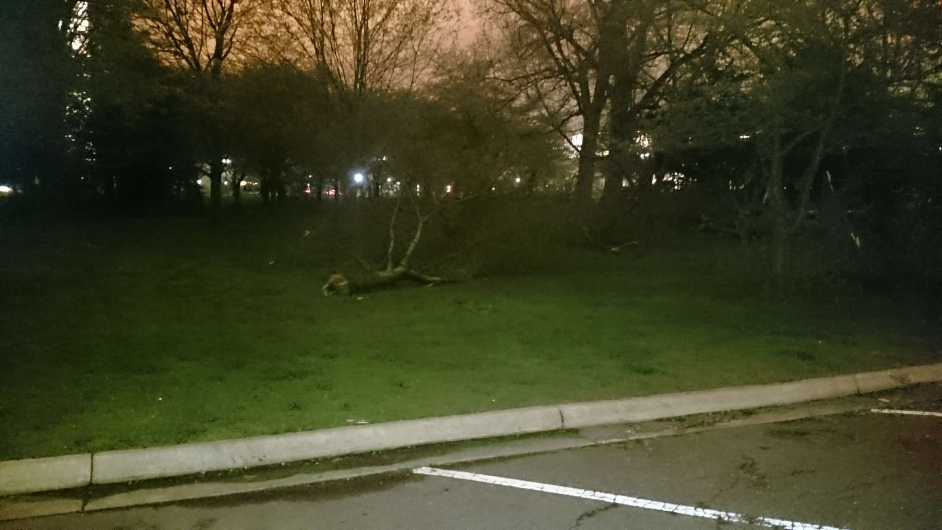 Trees were downed near the Tidal Basin after Thursday's storms. (WTOP/Dennis Foley)
