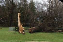 A tree downed by the storm along 522 near the entrance to Commonwealth Park. (Courtesy Carol Hoffman)