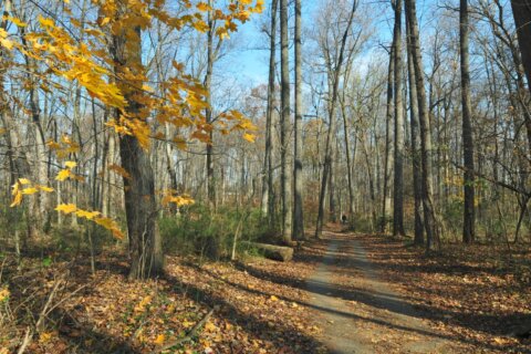 Maryland police arrest man charged with exposing himself on Sligo Creek Trail