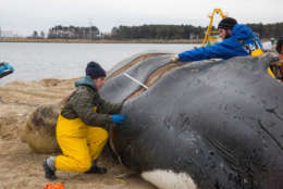 Kristy Phillips, Necropsy Manager for the Stranding Response Program, and Alexander Costidis, Ph.D., Stranding Response Program Coordinator, take measurements and document the injuries to the humpback whale at Craney Island in February 2017. (Courtesy Virginia Aquarium & Marine Science Center)