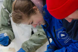 Kathy O’Hara, a Stranding Response Program volunteer, and Sarah Rose, Research and Stranding Technician for the Stranding Response Program, (center) work on samples from the humpback whale. (Courtesy Virginia Aquarium & Marine Science Center)