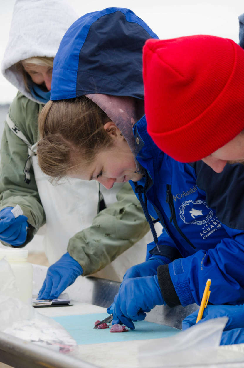 Kathy O’Hara, a Stranding Response Program volunteer, and Sarah Rose, Research and Stranding Technician for the Stranding Response Program, (center) work on samples from the humpback whale. (Courtesy Virginia Aquarium & Marine Science Center)