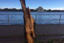 Several trees near Tidal Basin, including some cherry trees, downed by high winds. (WTOP/Dave Dildine)