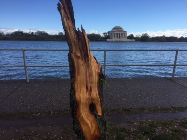 Several trees near Tidal Basin, including some cherry trees, downed by high winds. (WTOP/Dave Dildine)