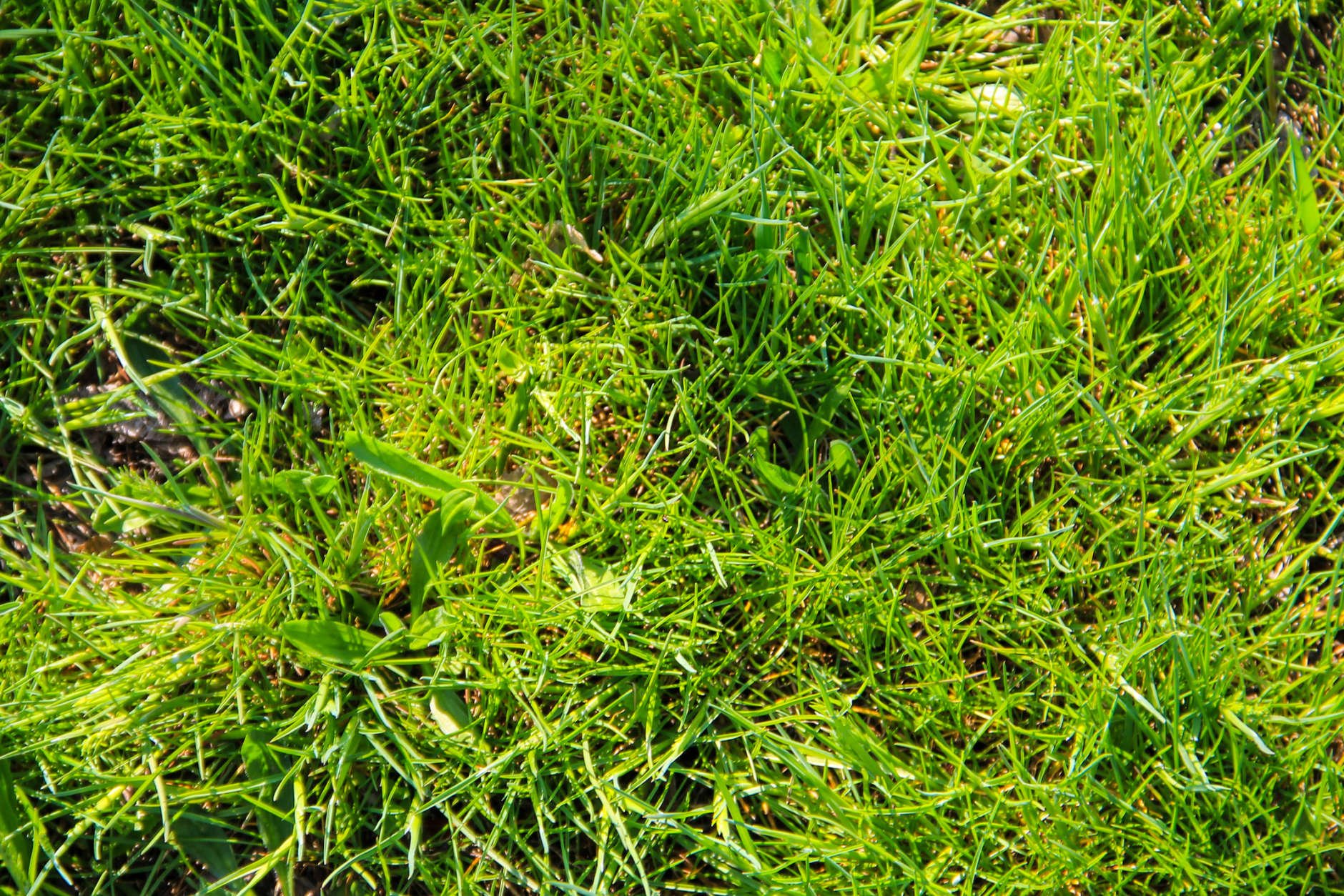 Some people choose electric mowers because they're environmentally conscious and want to reduce their carbon footprints. But benefits extend beyond the obvious. (Thinkstock)