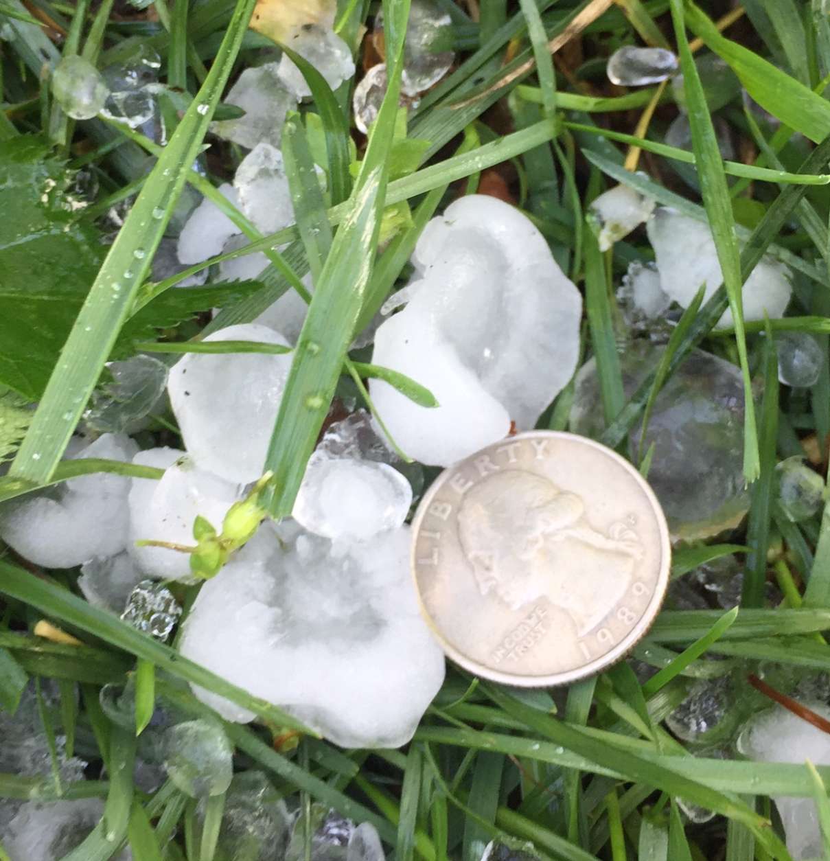 Quarter-sized hail stones fall during the April 21, 2017 storm in the D.C. area. (Courtesy Don Squires)