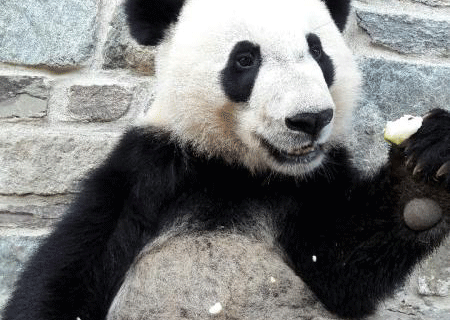 National Zoo panda recovers after getting sick