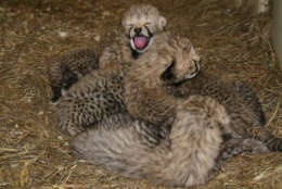 The new cheetahs mark the second generation born at SCBI. (Photo courtesy Smithsonian Conservation Biology Institute)
