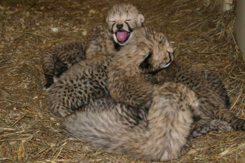 10 cheetah cubs welcomed at Smithsonian Va. facility (Video)
