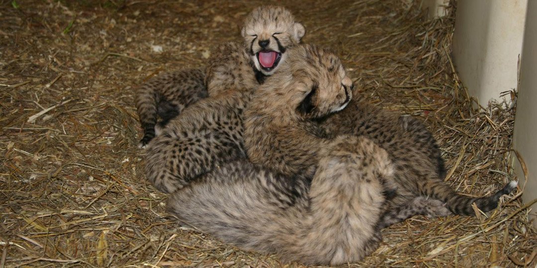 10 cheetah cubs welcomed at Smithsonian Va. facility (Video) - WTOP News
