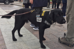 A Capitol police dog stands ready for Monday's pro-marijuana protest. (WTOP/Kristi King)
