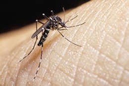 There may be more mosquitoes around this summer, including the the disease-carrying, day-flying Asian tiger mosquito. (Getty Images/iStockphoto/AbelBrata)