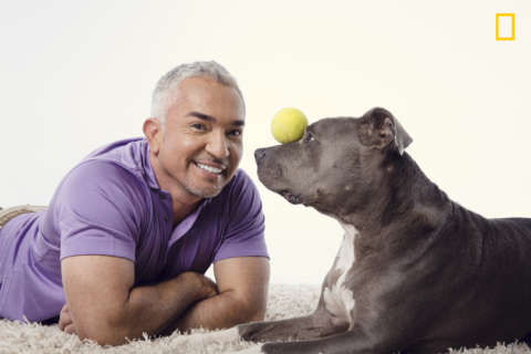 ‘Dog Whisperer’ on dog tips, the power of guide dogs