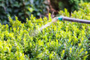 processing of boxwood bushes by pesticide