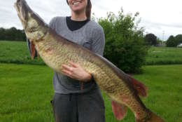 Cosens’ record breaking Muskie weighs 32.5 pounds and is 49 inches long with a girth of 24 inches. Note the mud on Cosens’ boots from bringing the fish to the river bank.