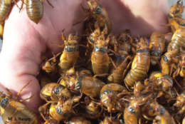 Cicadas don't sting or bite and will not harm you. This handful of Brood X cicada nymphs appeared at entomologist Mike Raupp's home in 2004. (Courtesy Mike Raupp)