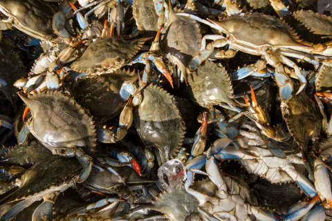 Chesapeake blue crab spotted along Ireland shore. How local experts believe it got there