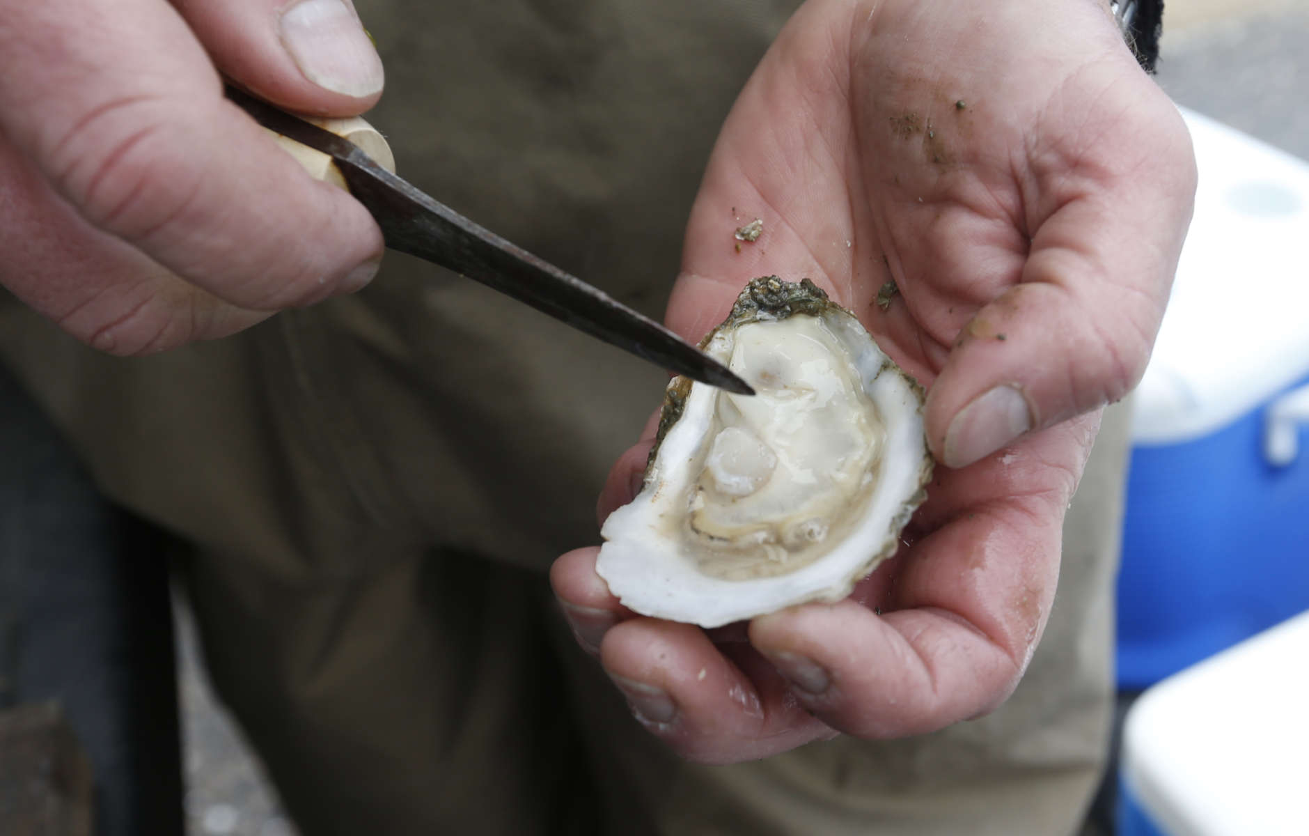 Oysterman Chris Ludford opens one of his oysters after harvesting on some of his leased oyster beds on the Lynnhaven River in Virginia Beach, Virginia, Thursday, Feb. 23, 2017. (AP Photo/Steve Helber)