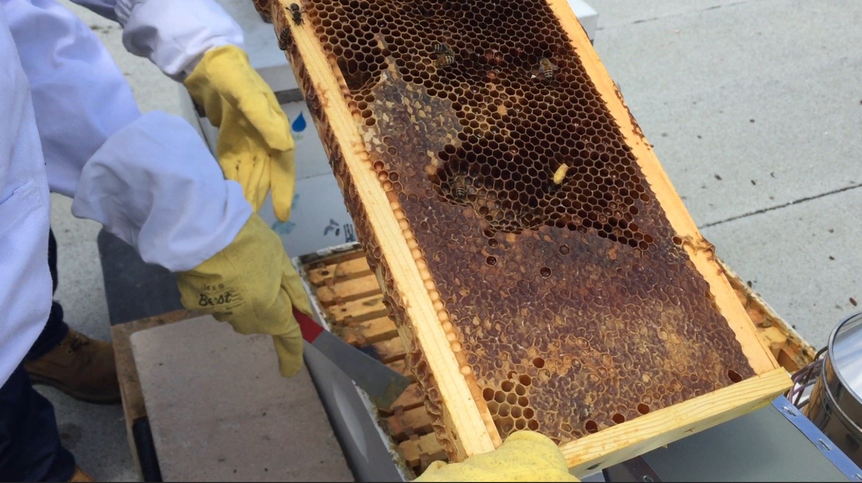 Last season the hives at DC Water's Blue Plains plant produced 150 pounds of honey. (WTOP/Kristi King)