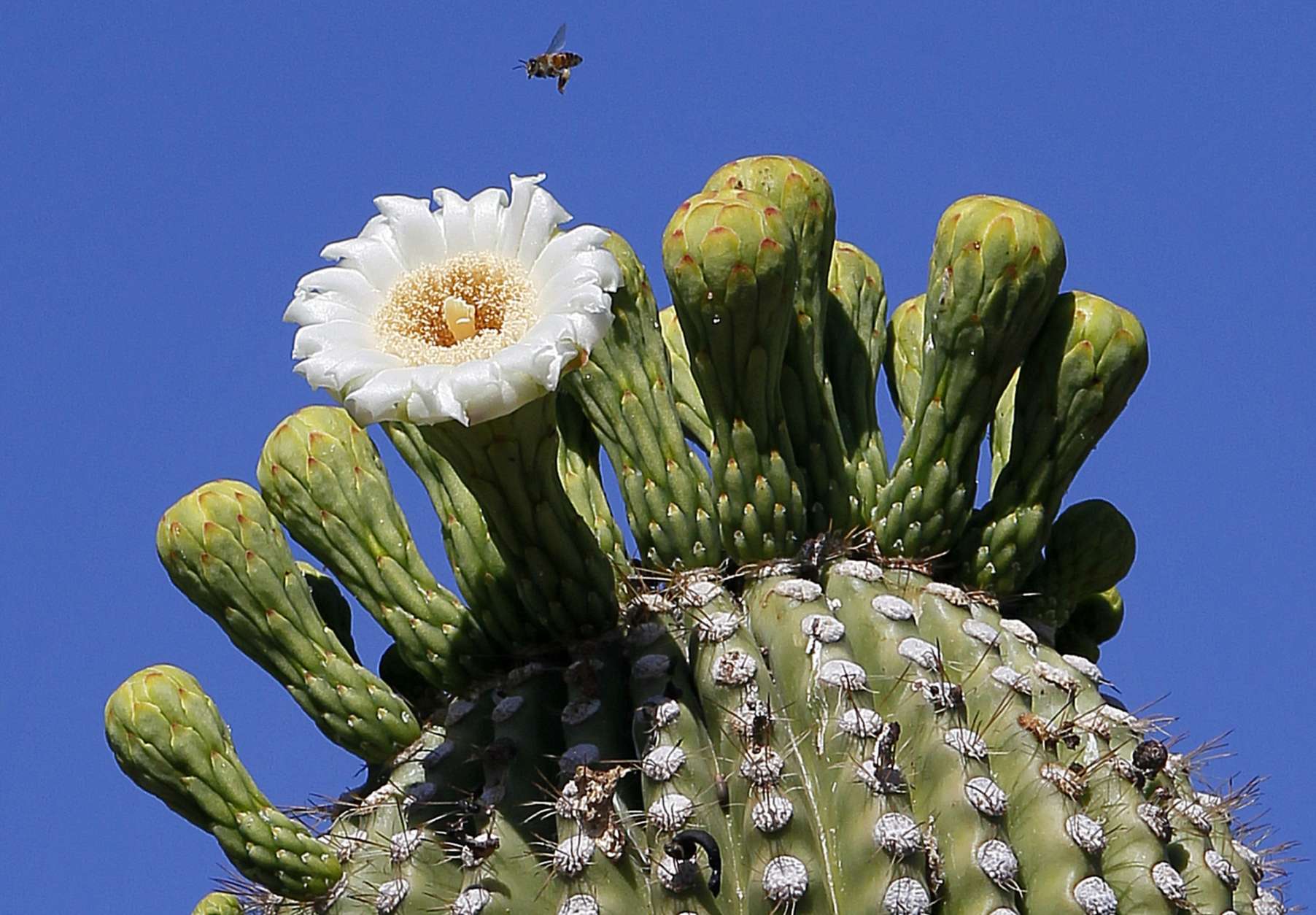 A bee hovers atop a flowering saguaro cactus Wednesday, May 2, 2012 at the Desert Botanical Gardens in Phoenix. The saguaro cactus only grows in the Sonoran Desert and flowers in late spring. (AP Photo/Matt York)