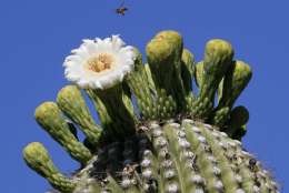 A bee hovers atop a flowering saguaro cactus Wednesday, May 2, 2012 at the Desert Botanical Gardens in Phoenix. The saguaro cactus only grows in the Sonoran Desert and flowers in late spring. (AP Photo/Matt York)