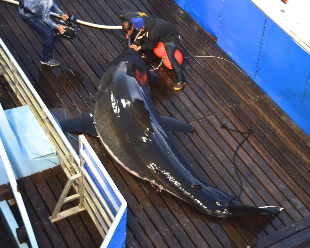 It's believed that Mary Lee give birth last May and is now returning to a breeding ground off Cape Cod to find a mate. (Courtesy, OCEARCH/Rob Snow)