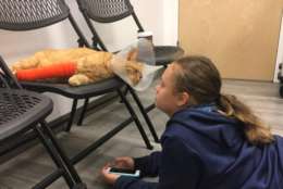 Christi Montgomery's daughter sits with the family pet Maximus. The cat was shot in the leg on May 2 and the leg had to be amputated.
(Courtesy Charles County Sheriff's Office)