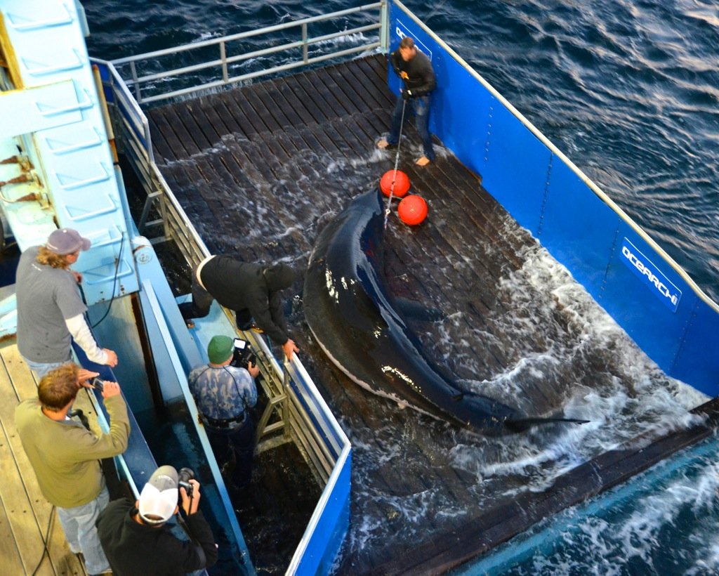 A specially designed 75,000-pound-capacity hydraulic platform is used to safely lift mature sharks out of the ocean. (Courtesy OCEARCH/Rob Snow)